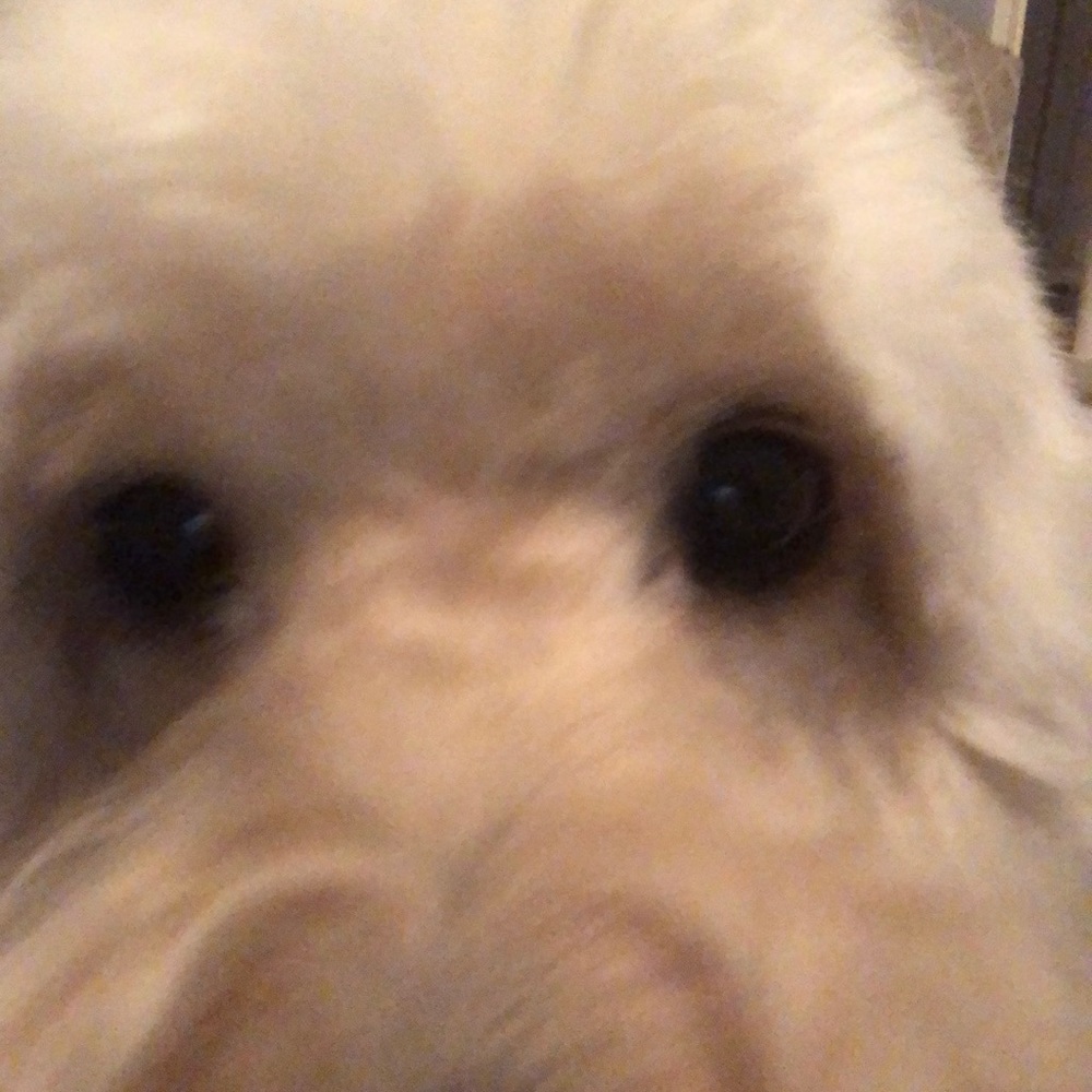 Meet your Posher, Ivo